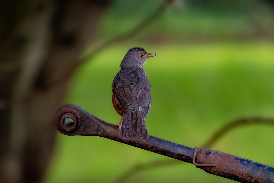 Pájaro Plumas Naturaleza Vientre - Foto gratis en Pixabay