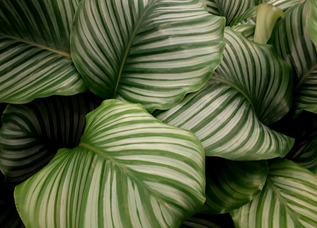 dracaena gelbe bltter Dracaena Lemon Lime
