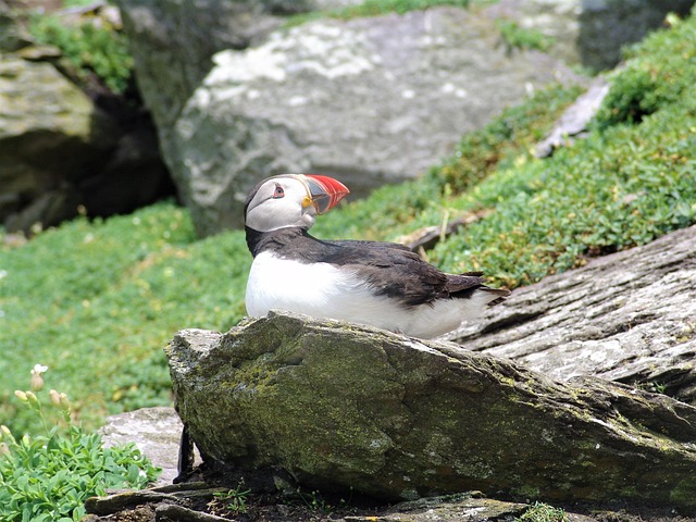 Free Bird Puffin photo and picture