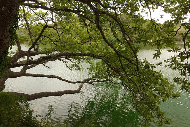 Free Tree River photo and picture