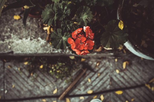 Vintage, Blume, Treppen, Garten, Heimweh