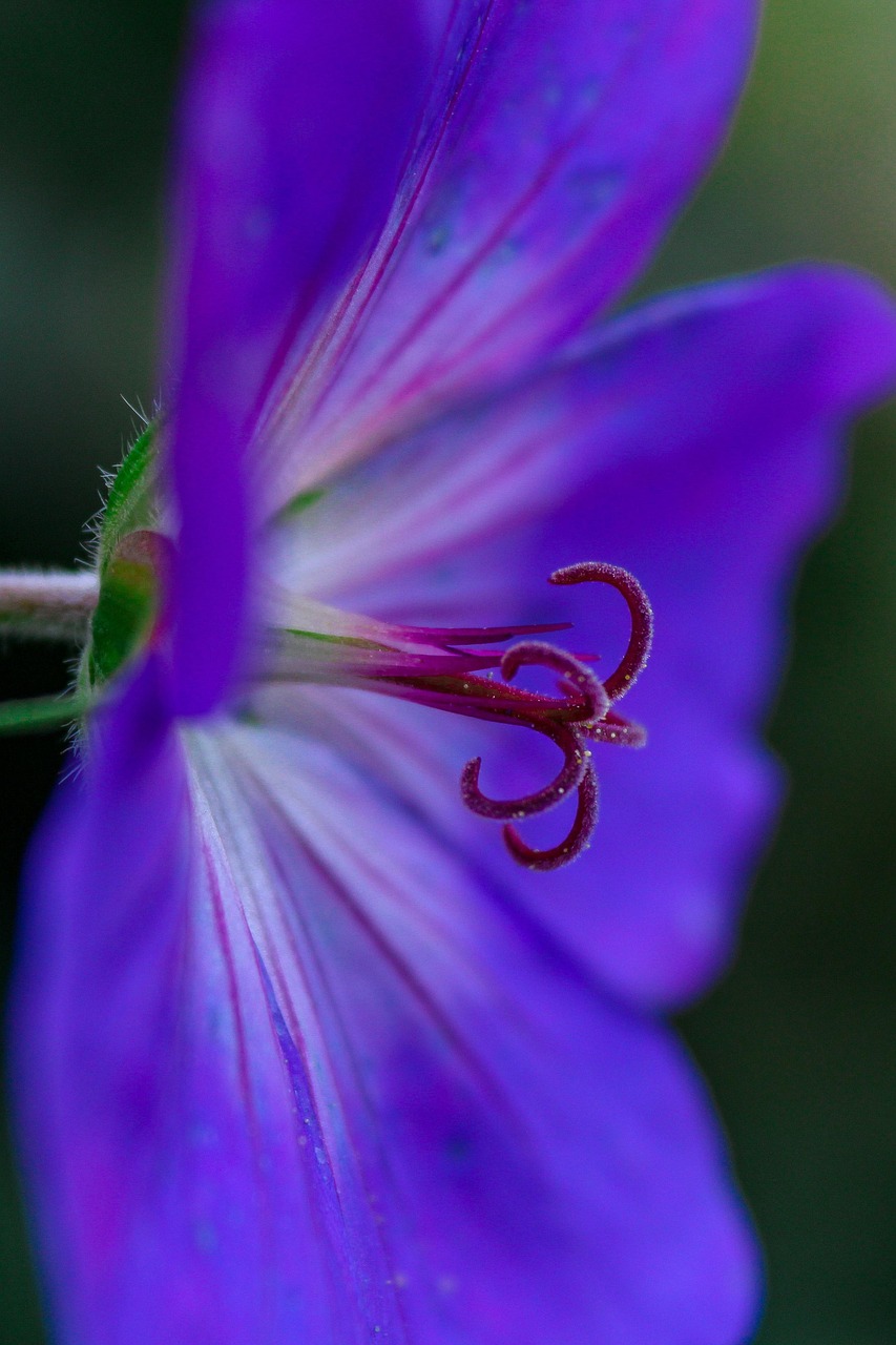 Flower Blossom Bloom - Free photo on Pixabay