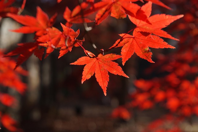 Sale De, Naturaleza, Follaje, Árbol