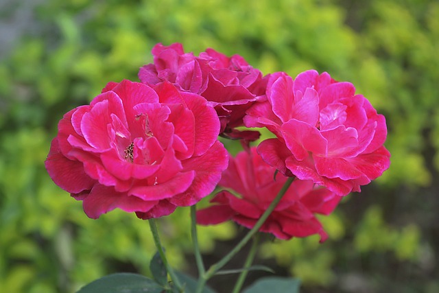 Rosen, Blumen, Pflanze, Rosa Rosen