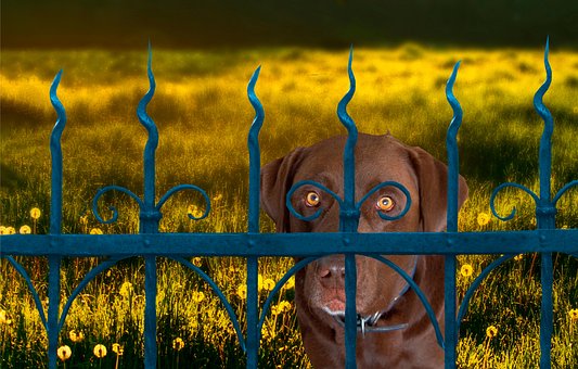 Free Dog Pet photo and picture