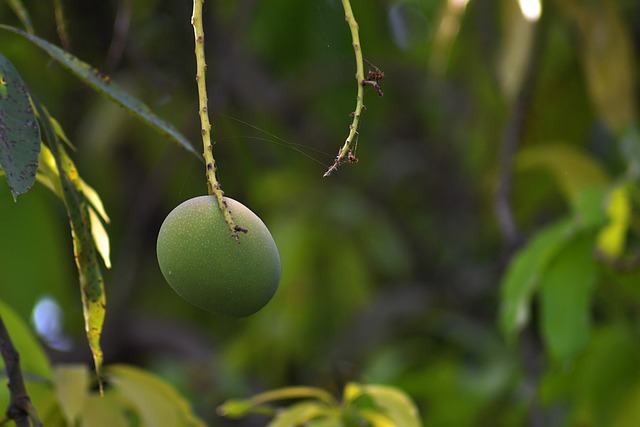 Mango, Obst, Baum, Green Mango, Unreif