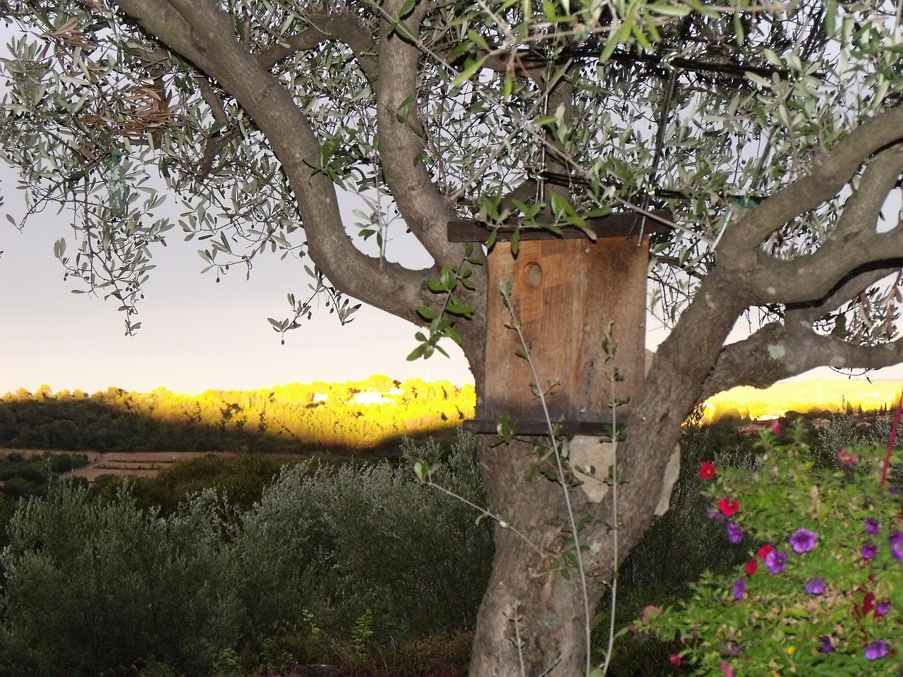 Nest Box Bird Free photo on Pixabay Pixabay