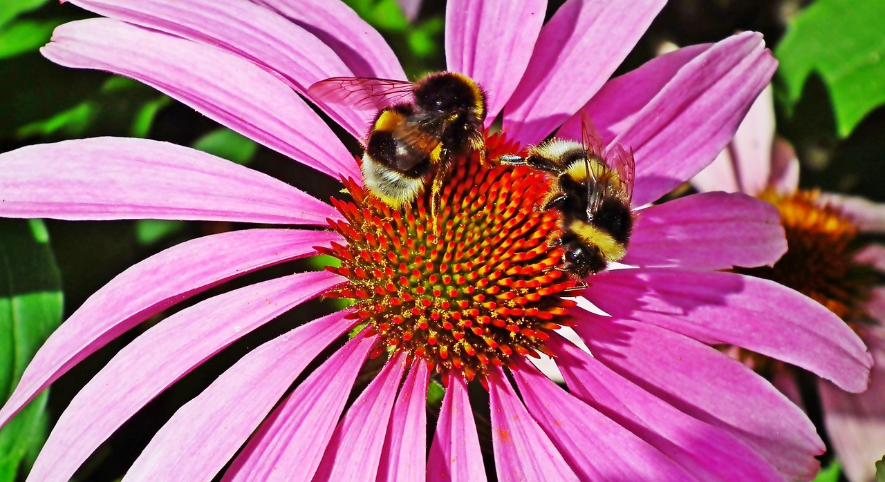 Bumblebees Purple Coneflower Free photo on Pixabay Pixabay