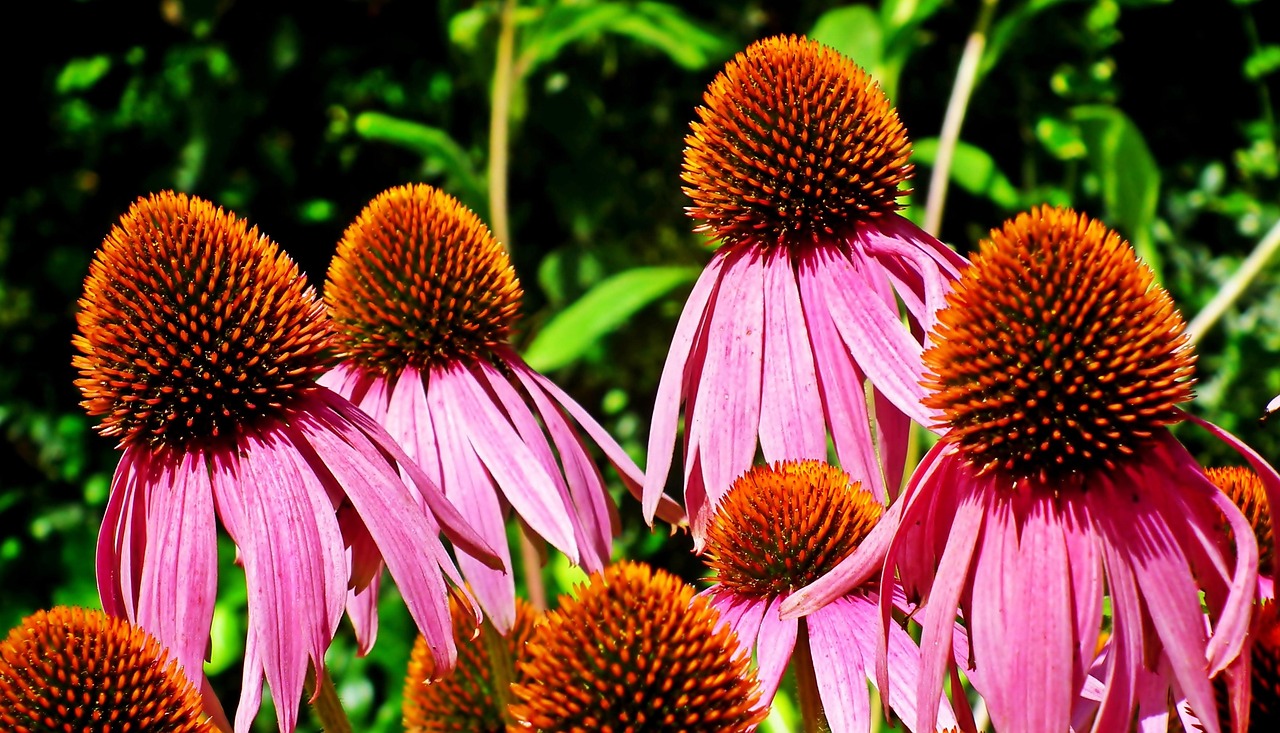 Flowers Purple Coneflowers Nature Free photo on Pixabay Pixabay