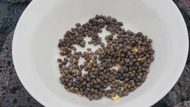 20 Graines De Papaye – Fruit Comestible – Facile à Cultiver – Plein Soleil
