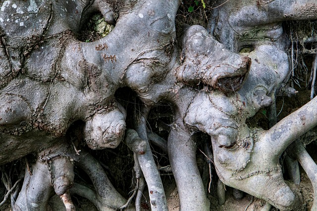 Free Roots Nodules photo and picture