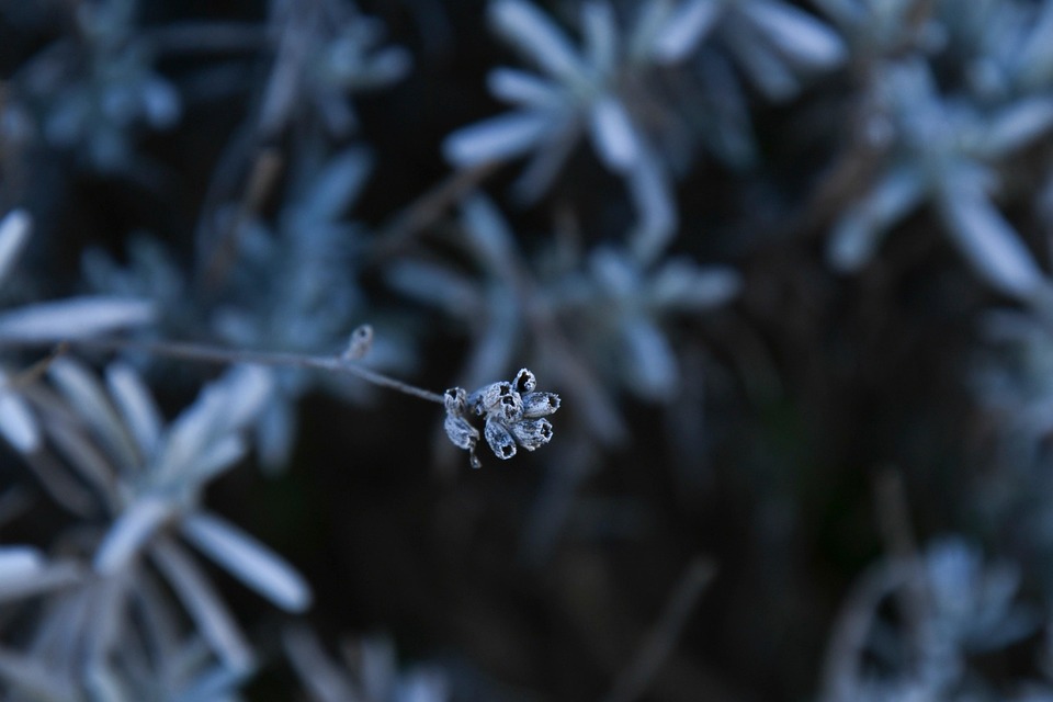 Lavender Frost Winter Free photo on Pixabay