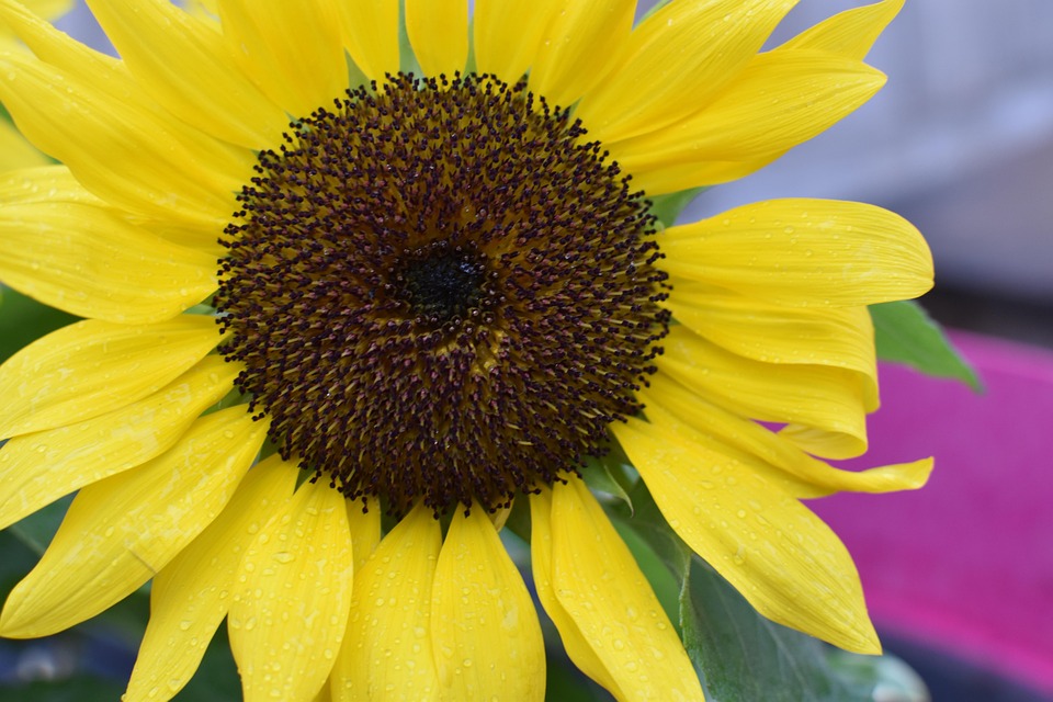 Sunflower Flower Yellow - Free photo on Pixabay