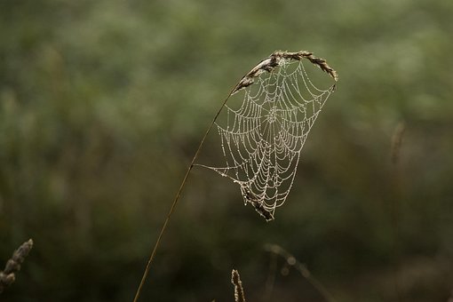 Edderkoppespind, Natur, Makro
