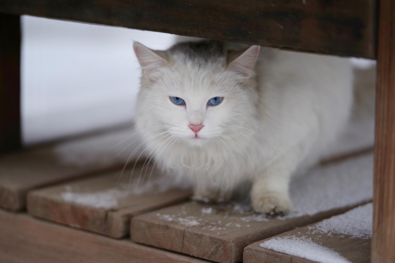 Cat - free online jigsaw puzzle photo