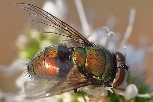 Free Insect Bee photo and picture