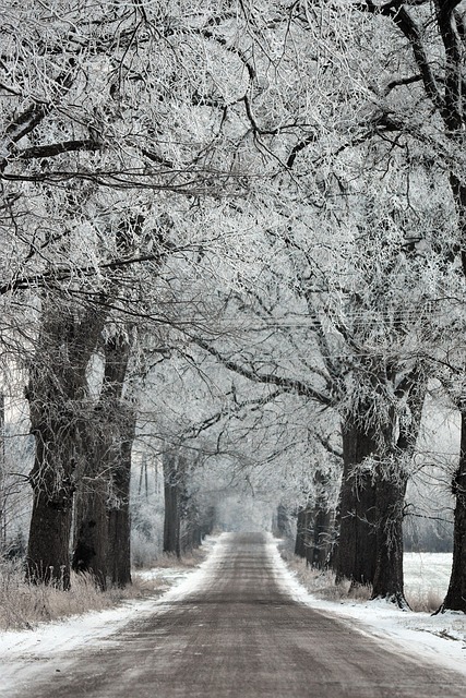 page-9-40-000-free-winter-forest-winter-photos-pixabay