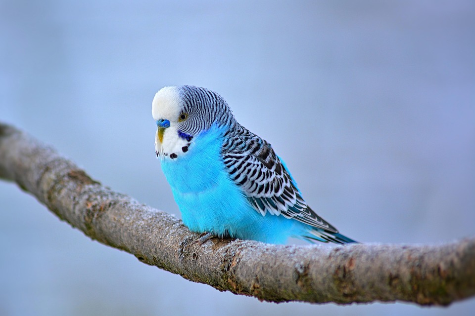 P ssaro Periquito Ave Foto Gratuita No Pixabay