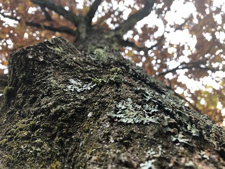 Free Tree Nature photo and picture