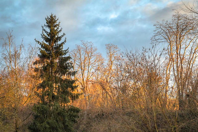 Bäume, Wald, Natur, Epicea