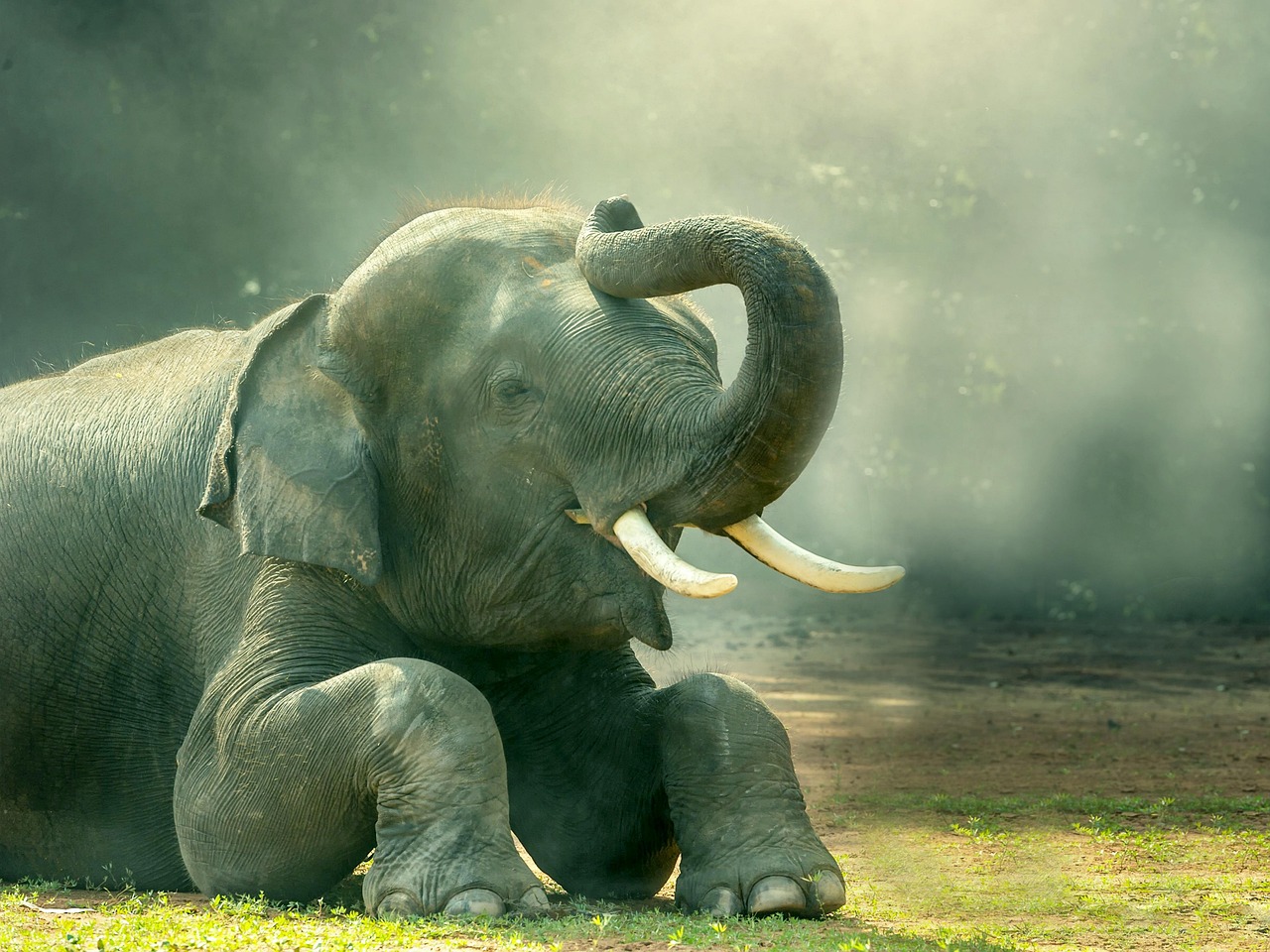 Elephant Animal Mammal - Free photo on Pixabay - Pixabay