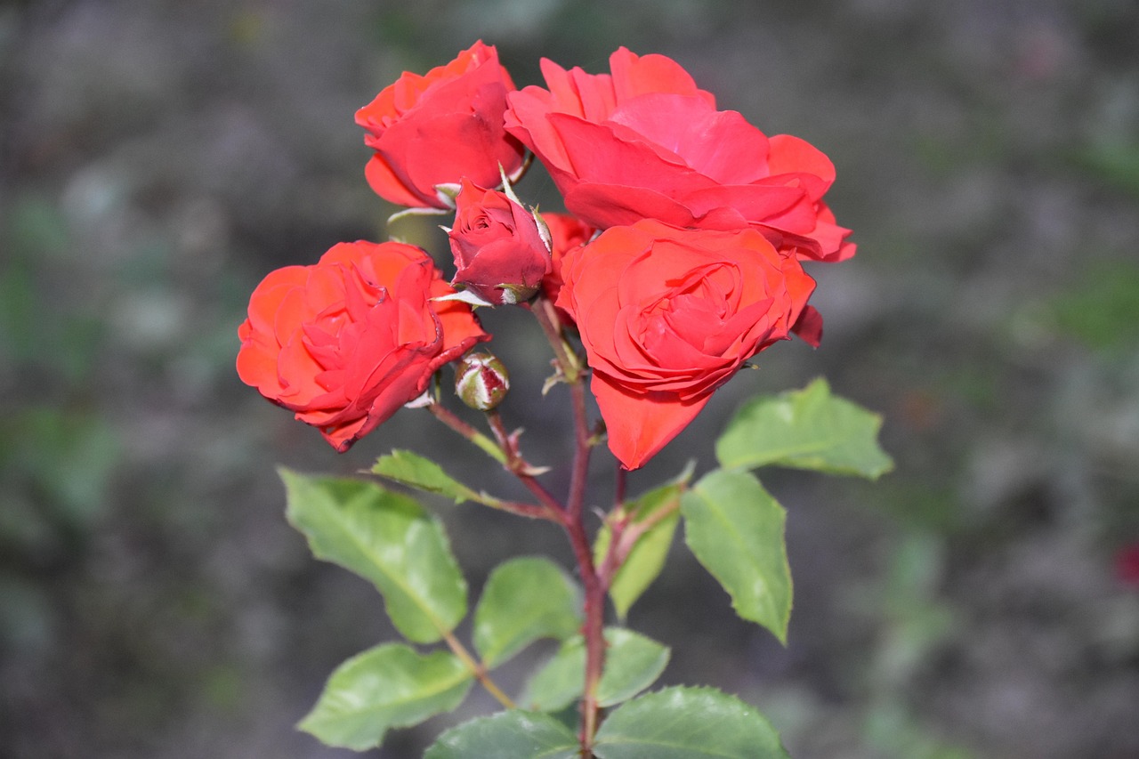 42 Roses Roses Flowers Plant Red - Free photo on Pixabay - Pixabay