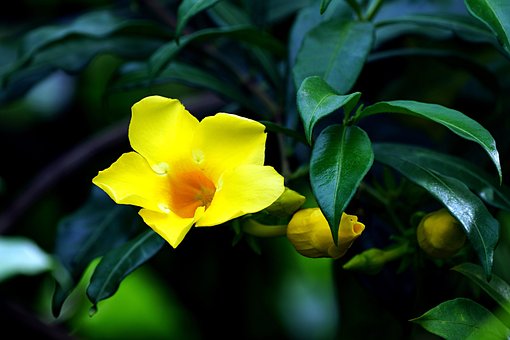 50以上の無料アラマンダ 花画像 Pixabay