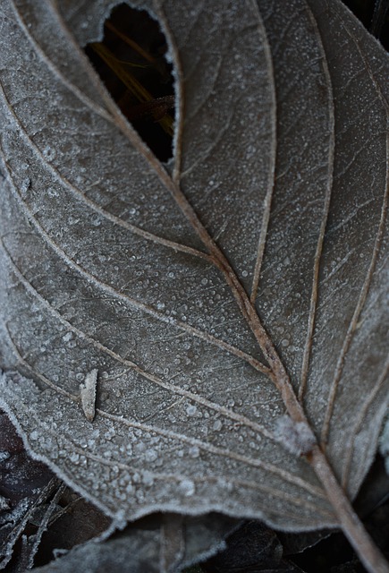 Free Leaf Frost photo and picture