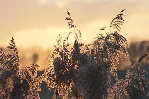 Pastos, Atardecer, Naturaleza, Paisaje