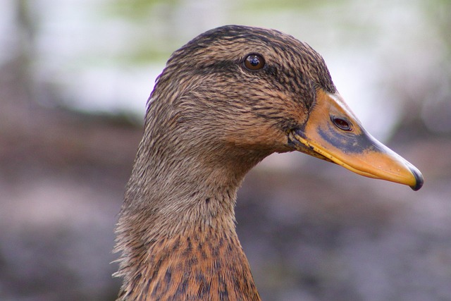 Free Duck Bird photo and picture
