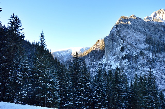 Berge, Bäume, Schnee, Winter, Wald
