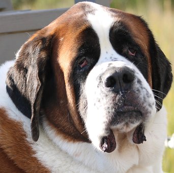 40以上の無料セントバーナード 犬画像