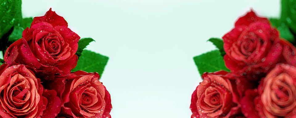 Download Red Roses, Red Flowers, Banner. Royalty-Free Stock ...