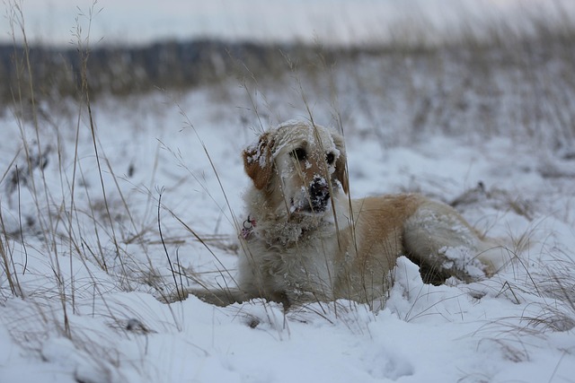 Cachorro, Inverno, Neve, Natureza