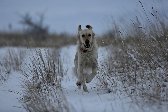 Cachorro, Inverno, Neve, Natureza