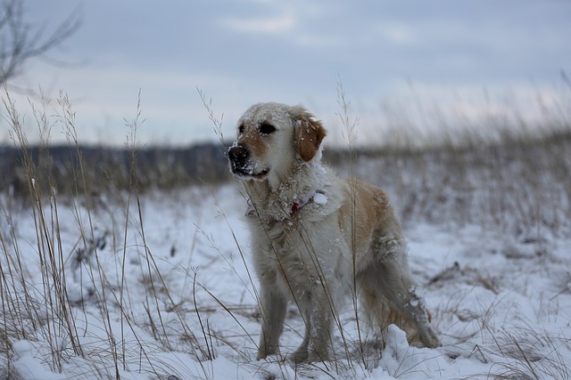Inverno, Bicho De Estimação, Canino