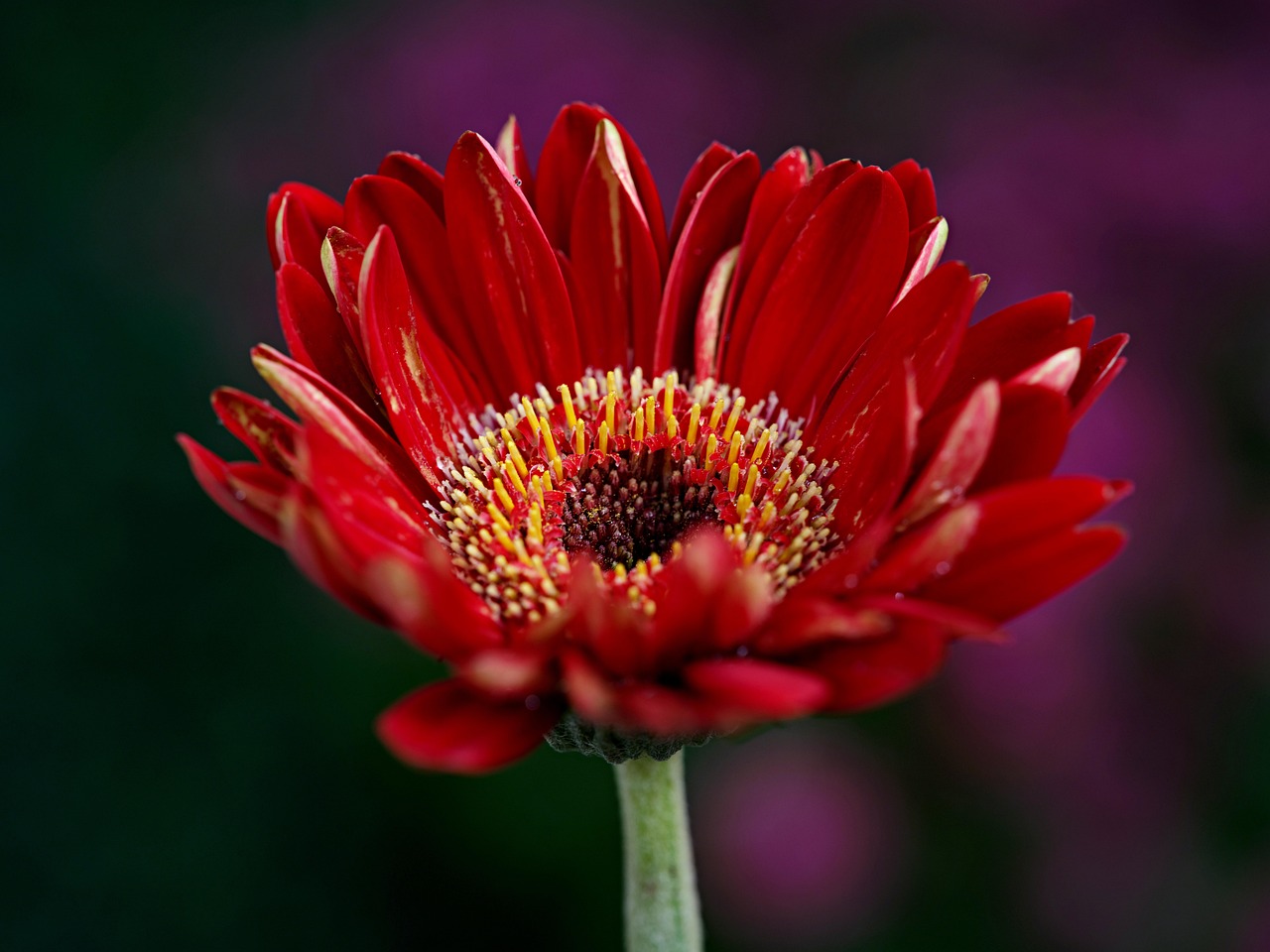 非洲菊 花 红花 - Pixabay上的免费照片 - Pixabay