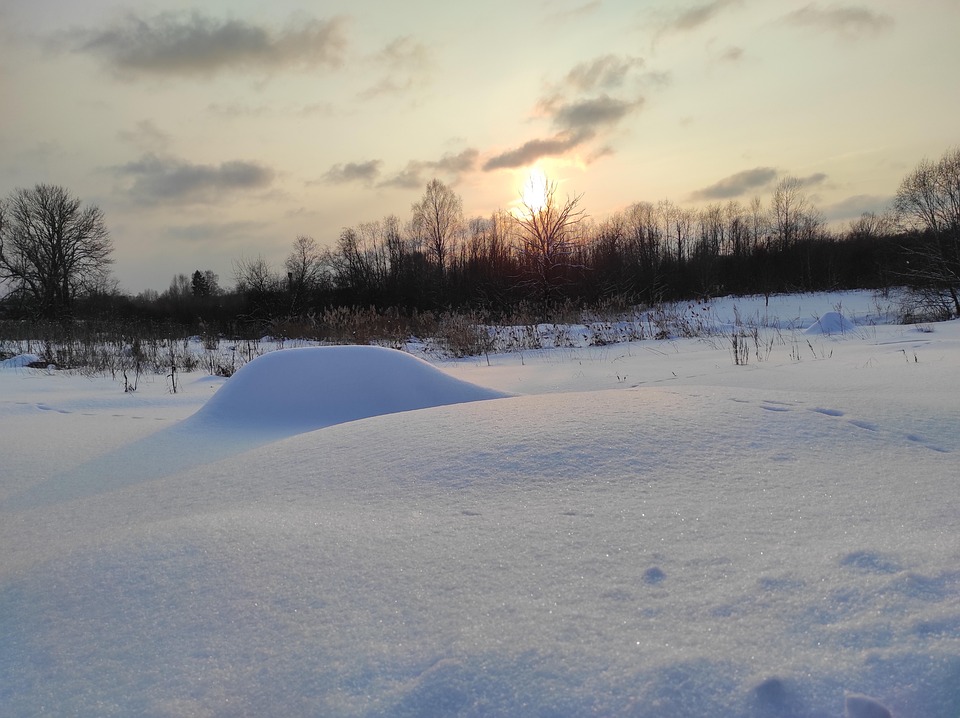 Snow Ree Winter Snow Sunset - Free photo on Pixabay - Pixabay