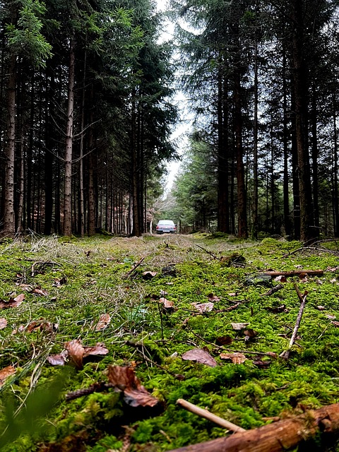 Free Trees Nature photo and picture