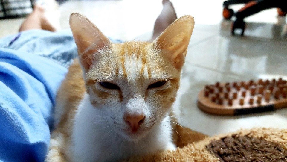 Kucing Katze Tier - Kostenloses Foto auf Pixabay - Pixabay