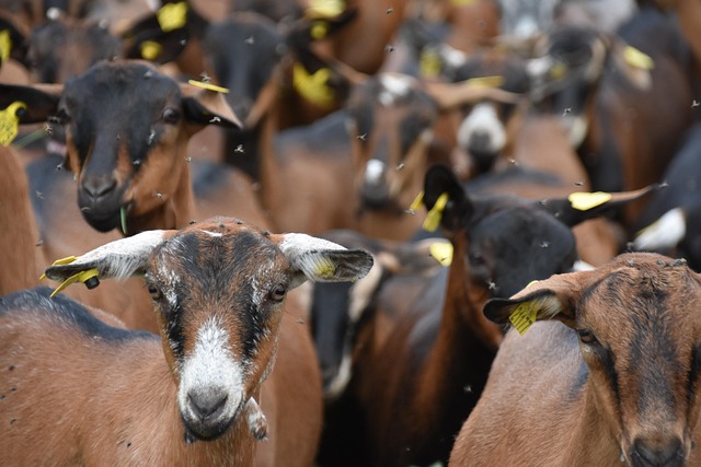 Tiere, Ziege, Bauernhof, Säugetier