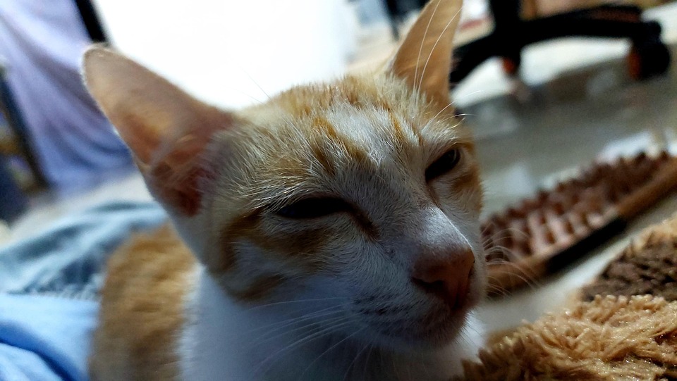 Kucing Katze Tier - Kostenloses Foto auf Pixabay - Pixabay
