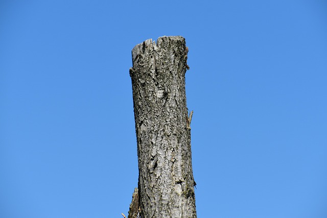Free Nature Wood photo and picture