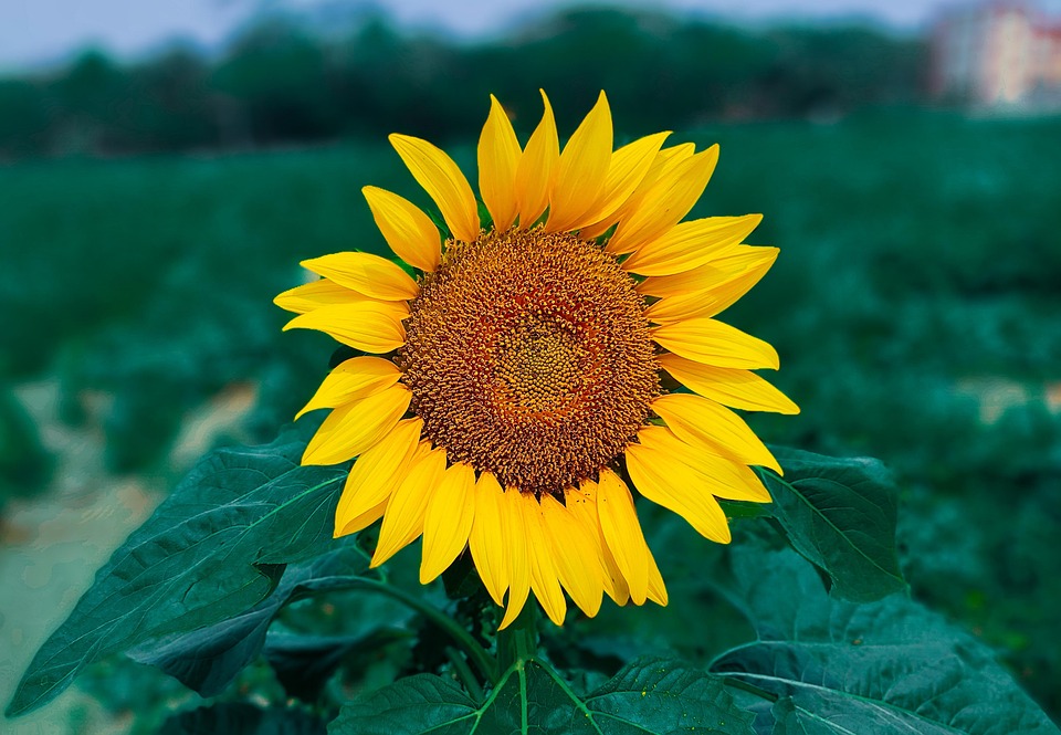 sunflower-6961027_960_720.jpg