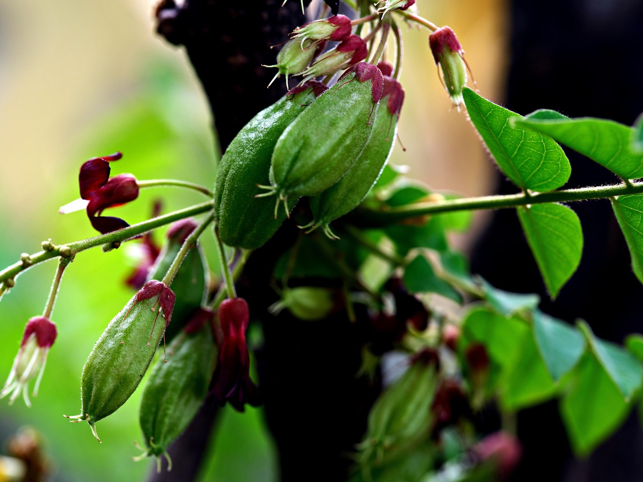 Bilimbi Owoce Roślin Averrhoa - Darmowe zdjęcie na Pixabay - Pixabay