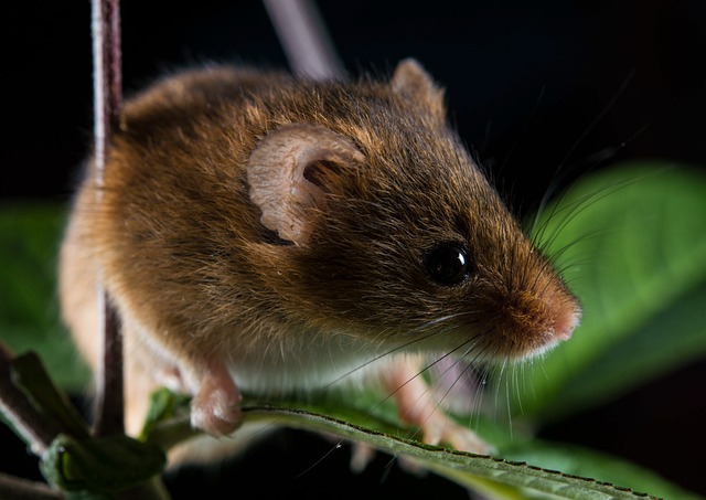 Ratón Bigotes Fauna Silvestre - Foto gratis en Pixabay - Pixabay