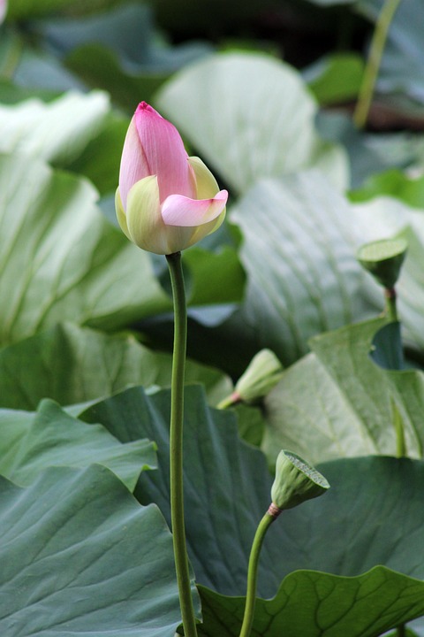 Lotus Fleur De - Photo gratuite sur Pixabay - Pixabay