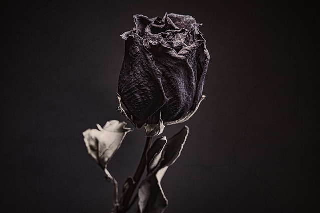 Blomst, Rose, Bloom, Rose Blomst