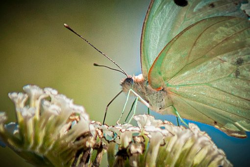 Free Butterfly Nature photo and picture