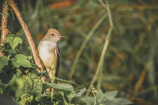 Free Bird Perched photo and picture